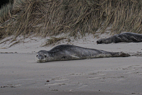 Leopard seal