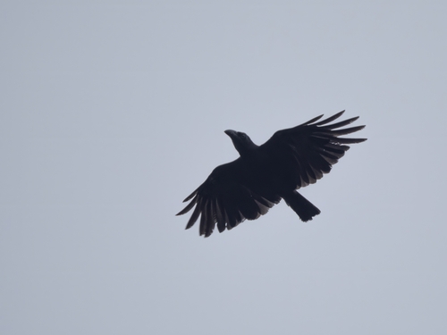Banggai Crow (Corvus unicolor), photo 2