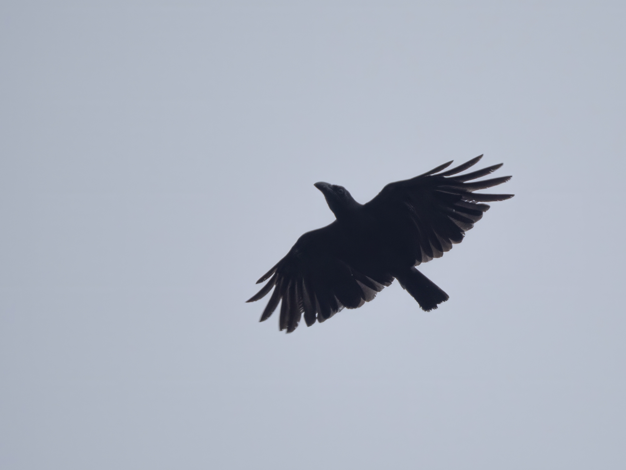 Banggai Crow (Corvus unicolor), photo 2