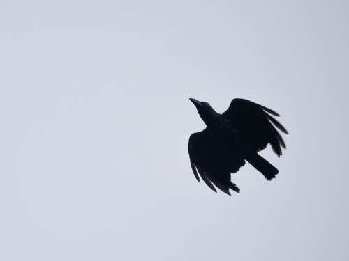Banggai Crow (Corvus unicolor), photo 3