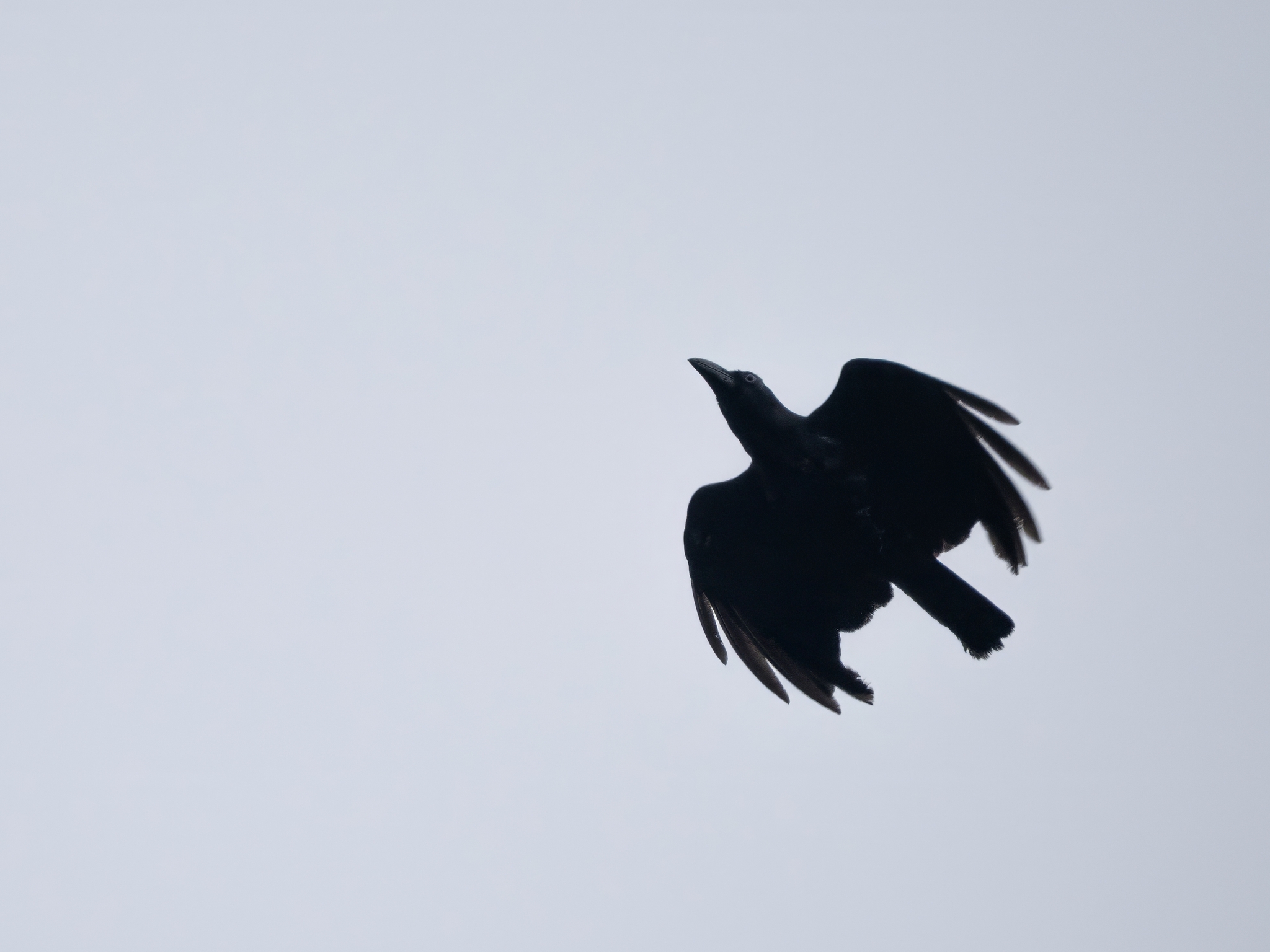 Banggai Crow (Corvus unicolor), photo 3