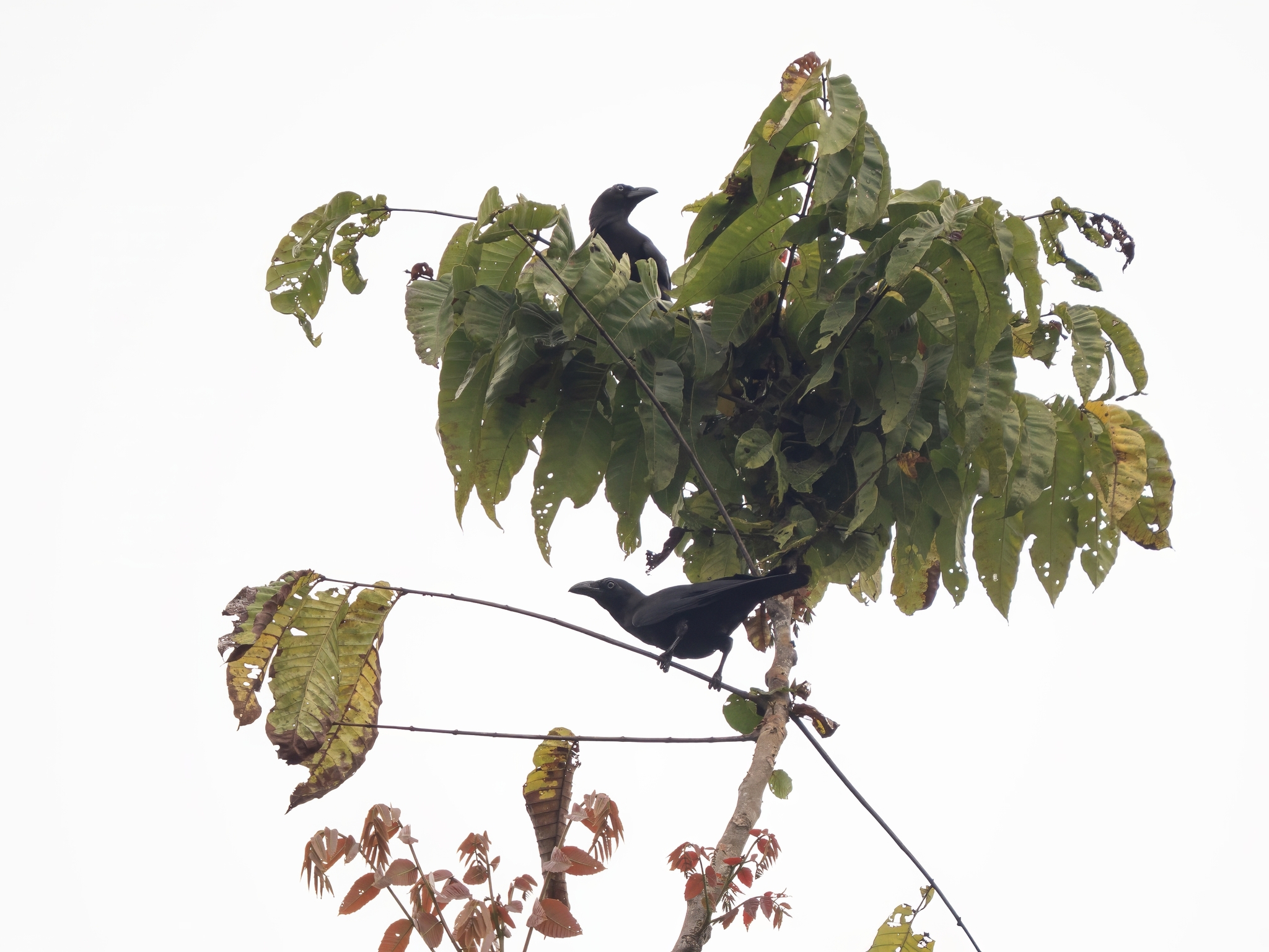 Banggai Crow (Corvus unicolor), photo 4