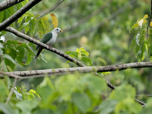 Banggai Fruit Dove (Ramphiculus subgularis)