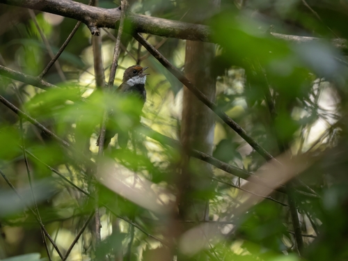 Peleng Fantail (Rhipidura habibiei), photo 3