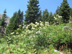 Angelica tomentosa