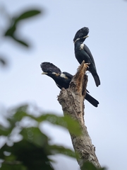 Helmeted Myna photo 3