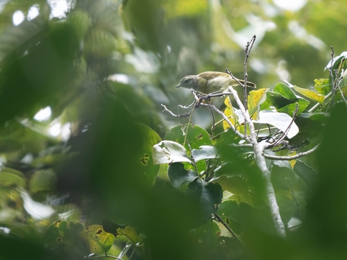 Numfor Leaf Warbler (Phylloscopus maforensis), photo 5