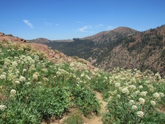 Angelica tomentosa