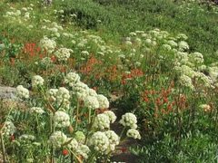 Angelica tomentosa