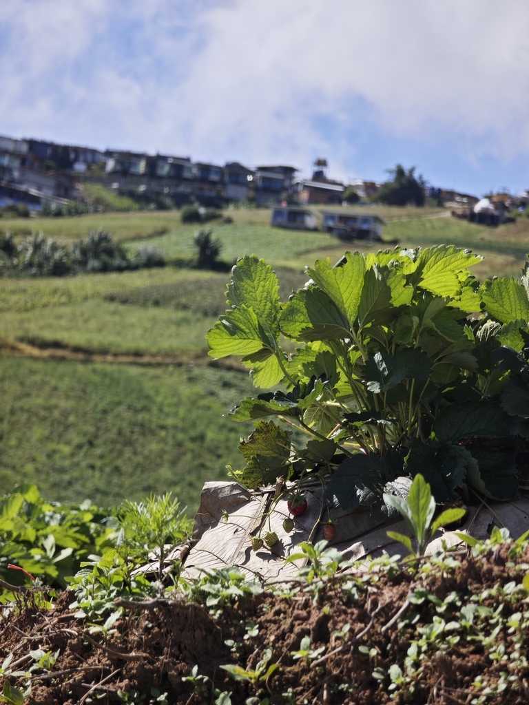 Fragaria × ananassa