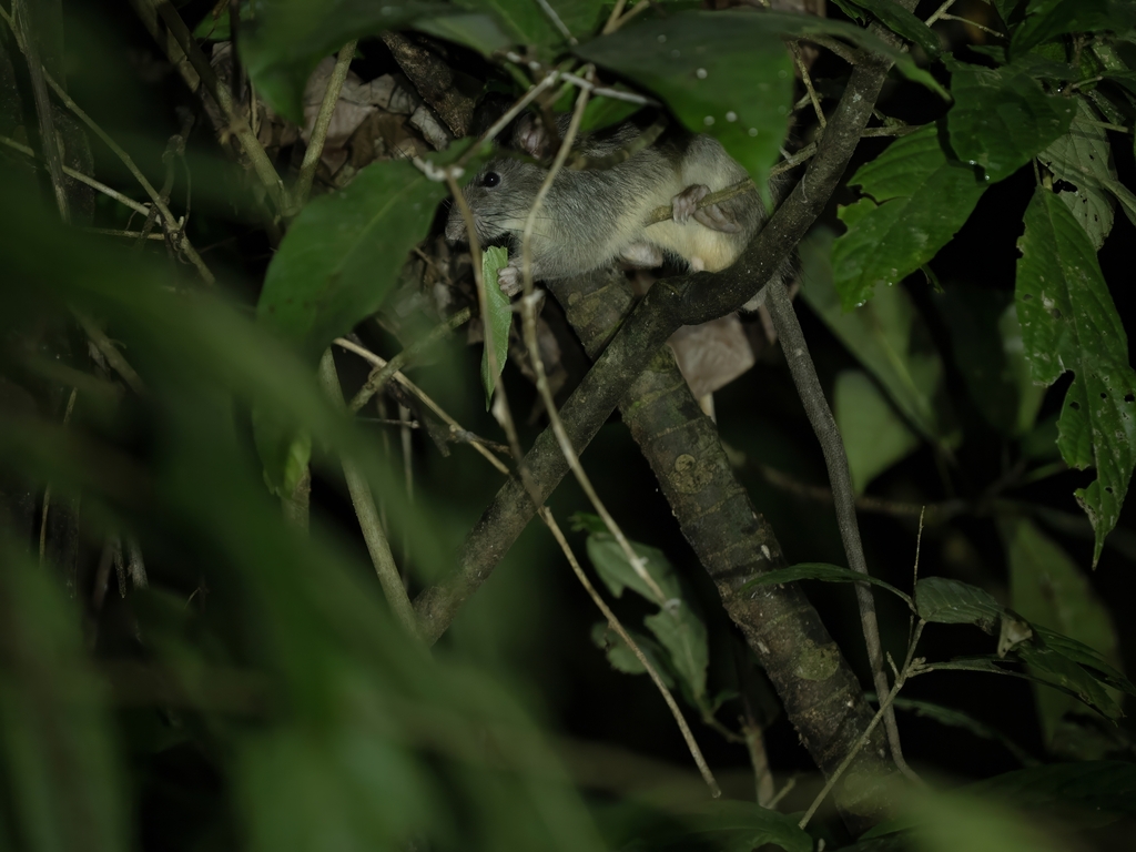 Peleng rat