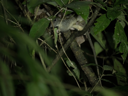 Peleng Island Xanthurus Rat