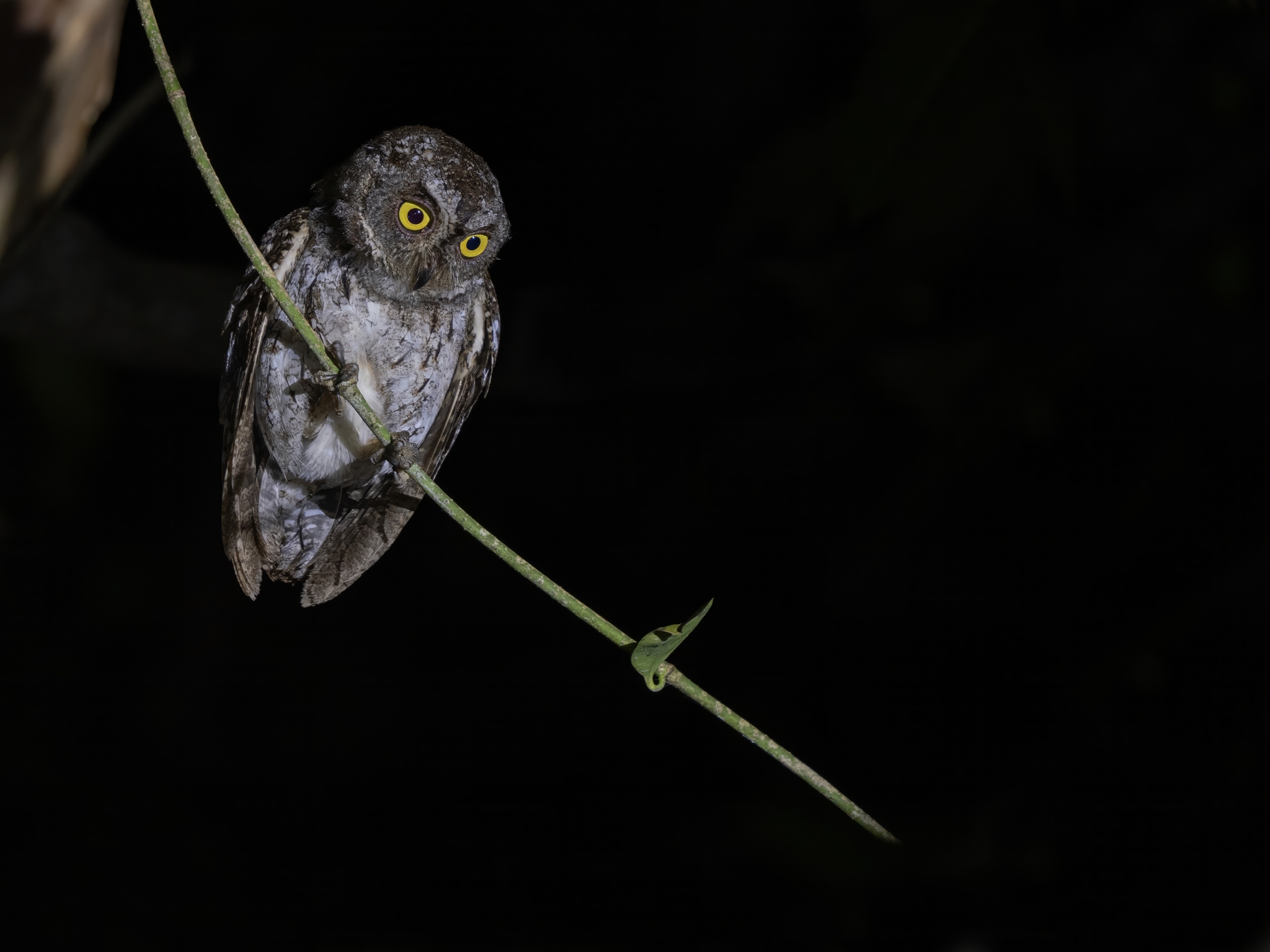 Banggai Scops Owl (Otus mendeni), photo 2