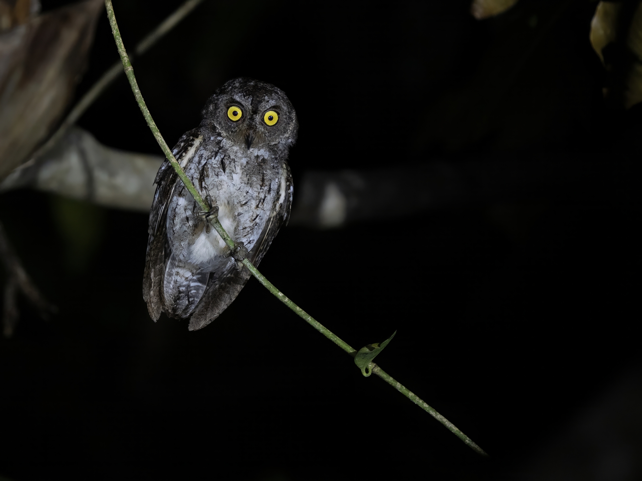 Banggai Scops Owl (Otus mendeni), photo 1