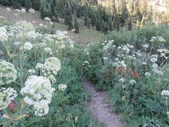 Angelica tomentosa