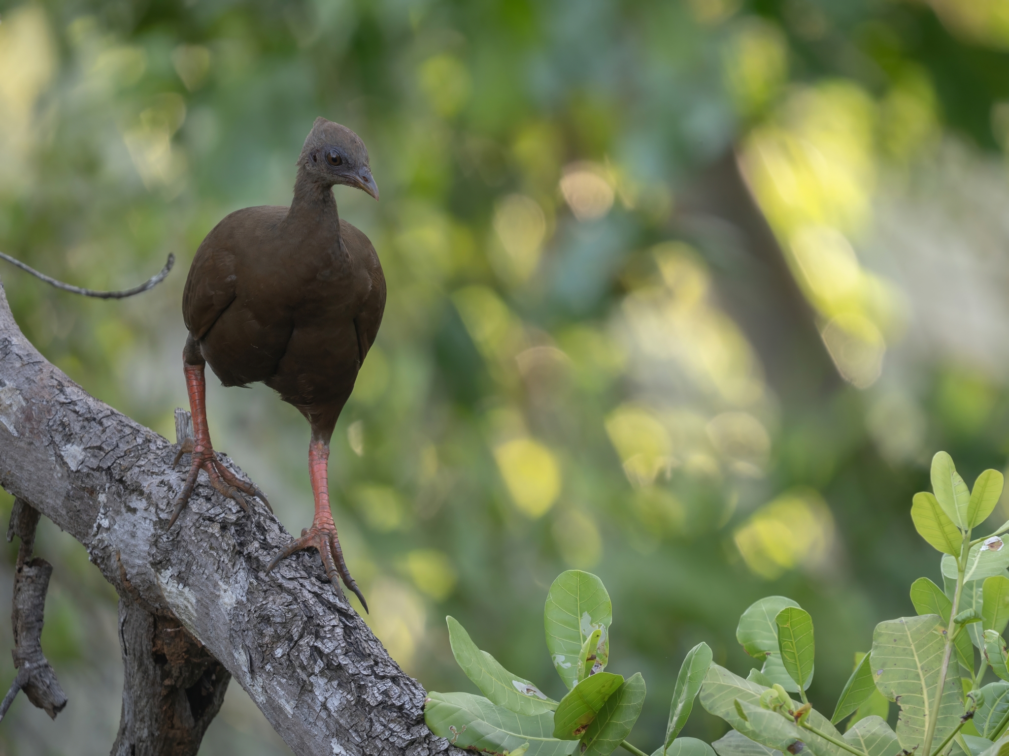 Sula Megapode (Megapodius bernsteinii), photo 1
