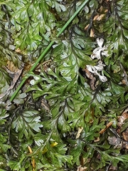 Hymenophyllum australe