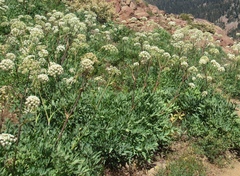 Angelica tomentosa