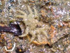 Neohymenicus pubescens