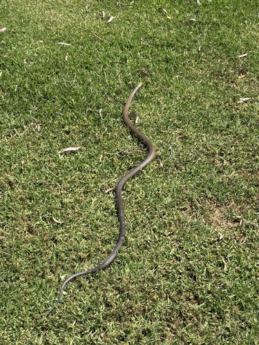 Eastern Brown Snake sighting