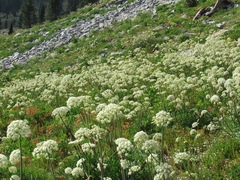 Angelica tomentosa