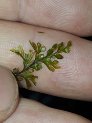 Hymenophyllum australe