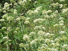 Angelica tomentosa