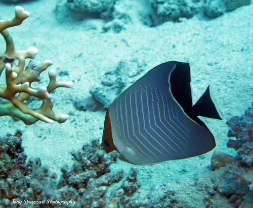 Chaetodon larvatus
