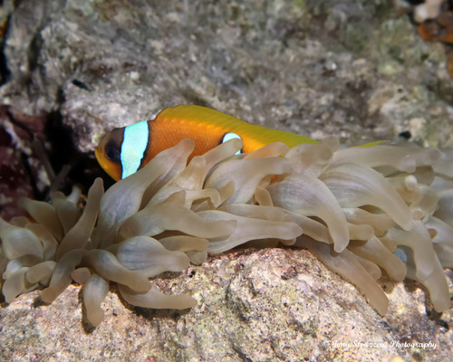 Amphiprion bicinctus
