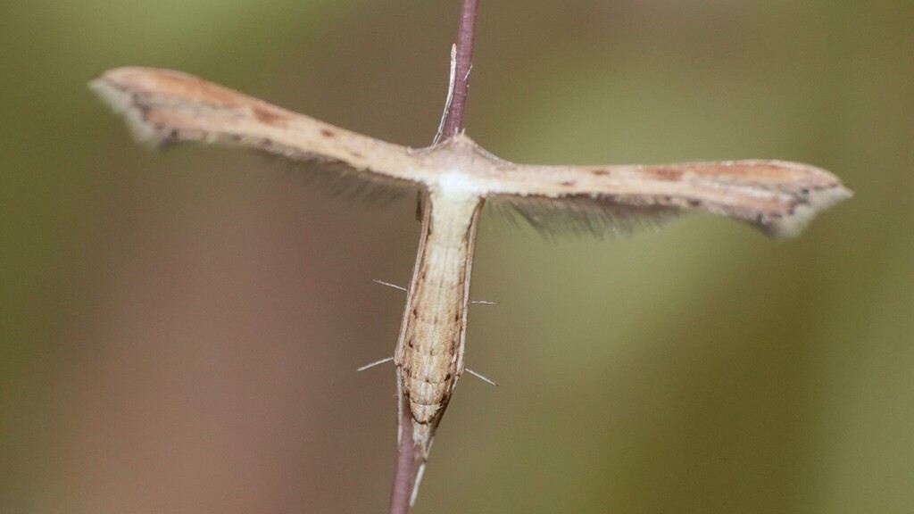 Exelastis atomosa