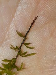 Hymenophyllum australe