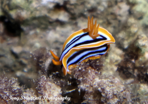 Chromodoris quadricolor