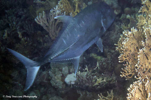 Caranx ignobilis