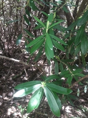 Pimelea drupacea