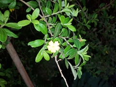 Hibbertia hirticalyx