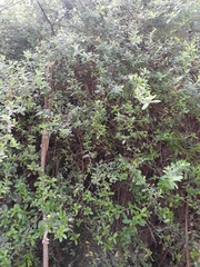 Hibbertia hirticalyx