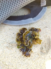 Zonaria aureomarginata