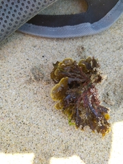 Zonaria aureomarginata