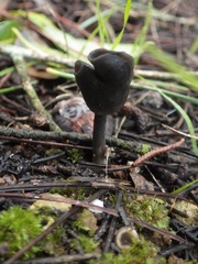 Helvella atra