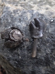 Helvella atra