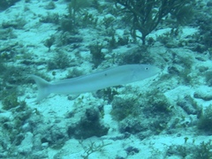 Malacanthus plumieri