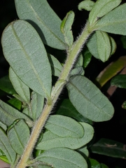 Hibbertia hirticalyx