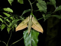 Xylophanes acrus