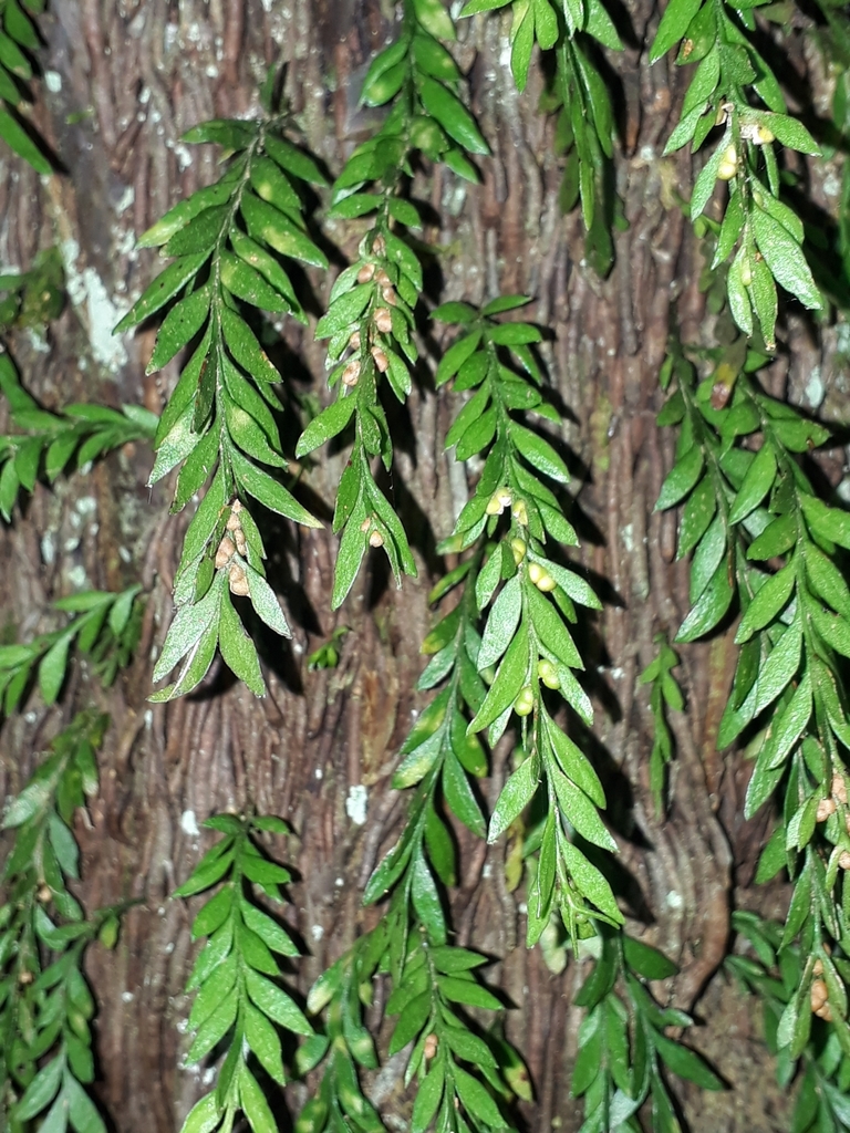 small forkfern