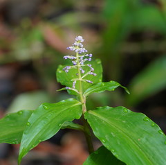 Pollia macrophylla