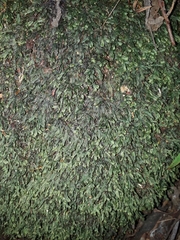 Hymenophyllum marginatum