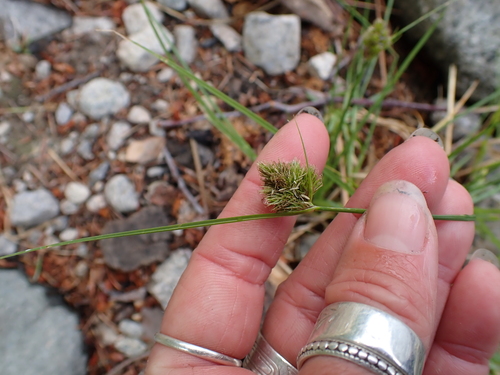 long-bracted sedge (Carex athrostachya)