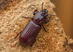 Aulacocyclus