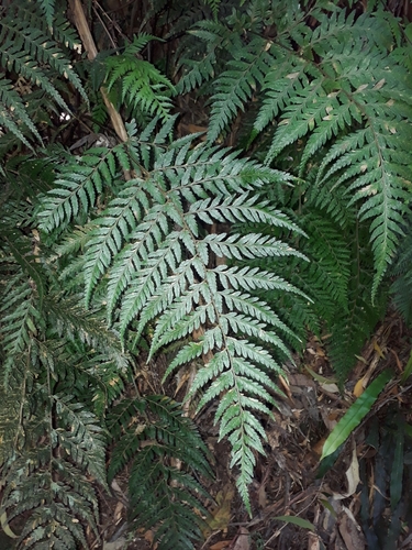 Image of Parapolystichum acuminatum by (c) Leon Perrie, some rights reserved (CC BY)