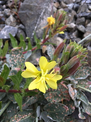Oenothera wolfii